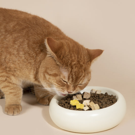 Donut Ceramic Pet Bowl